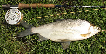 Record photograph for Coregonus peled